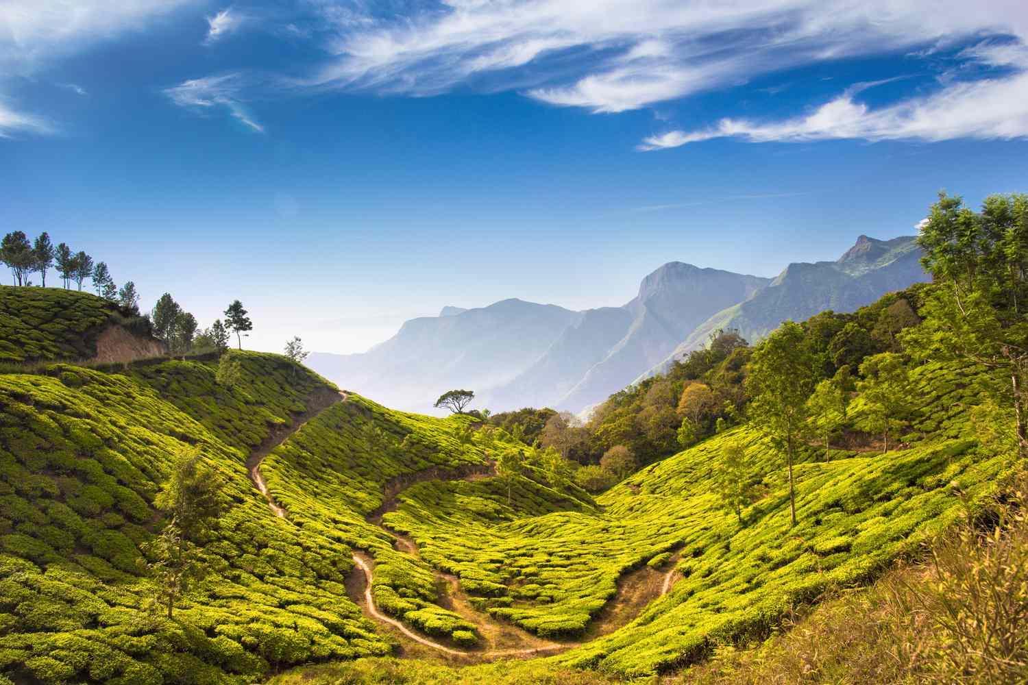 tea-plantations.jpg